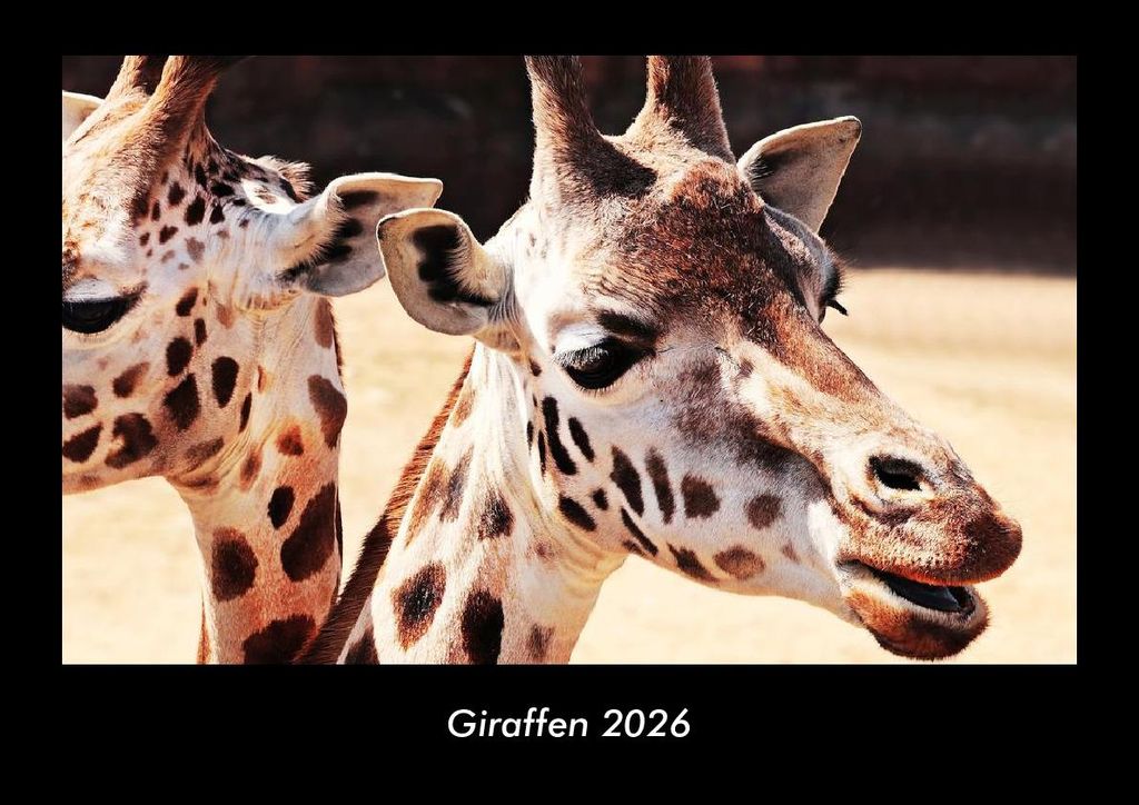 Giraffen 2026 Fotokalender - Querformat DIN A3, Monatskalender mit Bild-Motiven von Haustieren, Bauernhof, wilden Tieren und Raubtieren