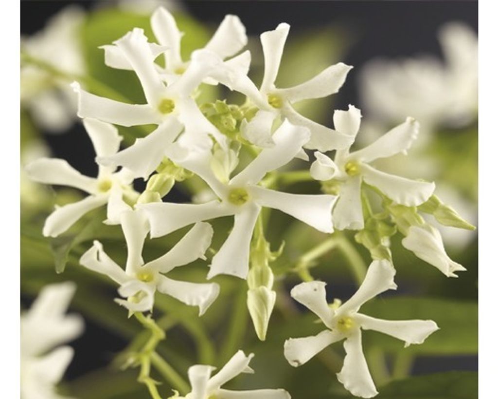Jasmínovník vonný FloraSelf Trachelospermum jasminoides Obrázek produktu 