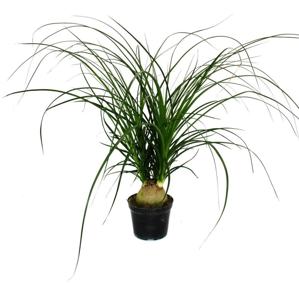 Kleiner Elefantenfuß – Beaucarnea recurvata – Nolina – Produktbild 
