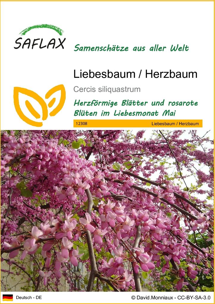 SAFLAX - Liebesbaum / Herzbaum - 60 Samen - Cercis Produktbild 