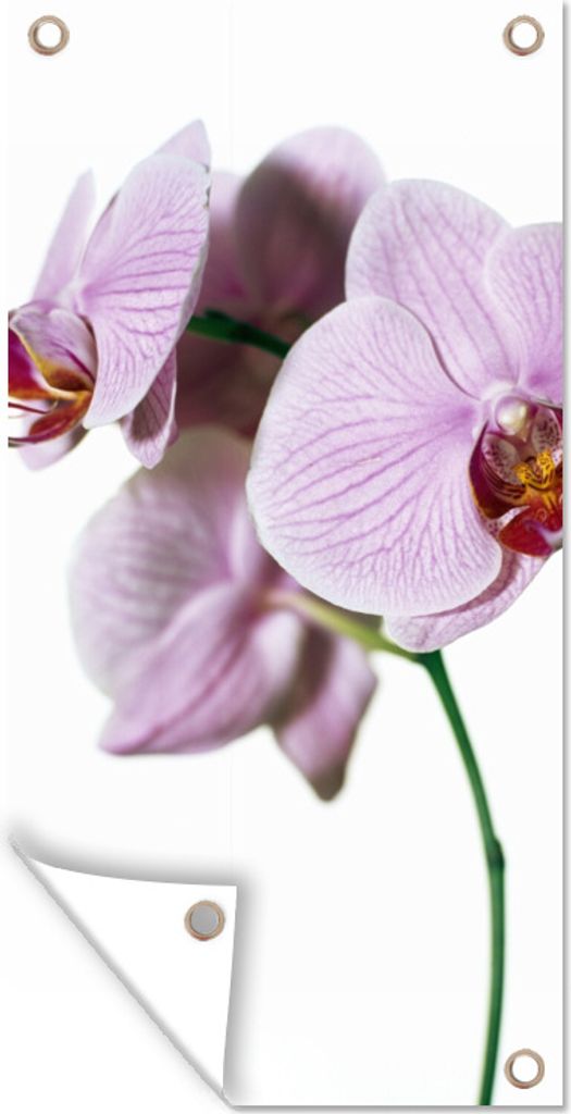 MuchoWow 80x160 cm Outdoor-Poster Gartendeko Sichtschutz Garten Poster für den Garten Rosa Orchideenblüte
