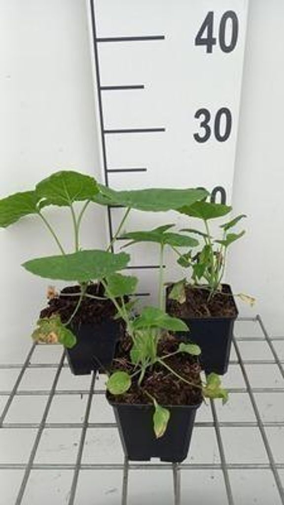 6 x Lunaria annua 'Albiflora' - Lunaria - Topf 9 x 9 cm
