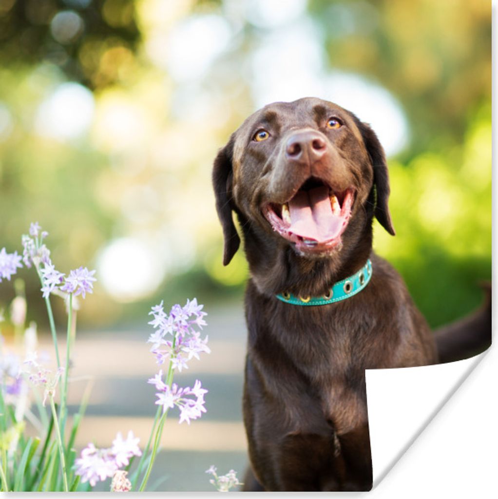 MuchoWow Poster Ein Labrador Retriever mit schönen Blumen 30x30 cm - Wandposter - Printing