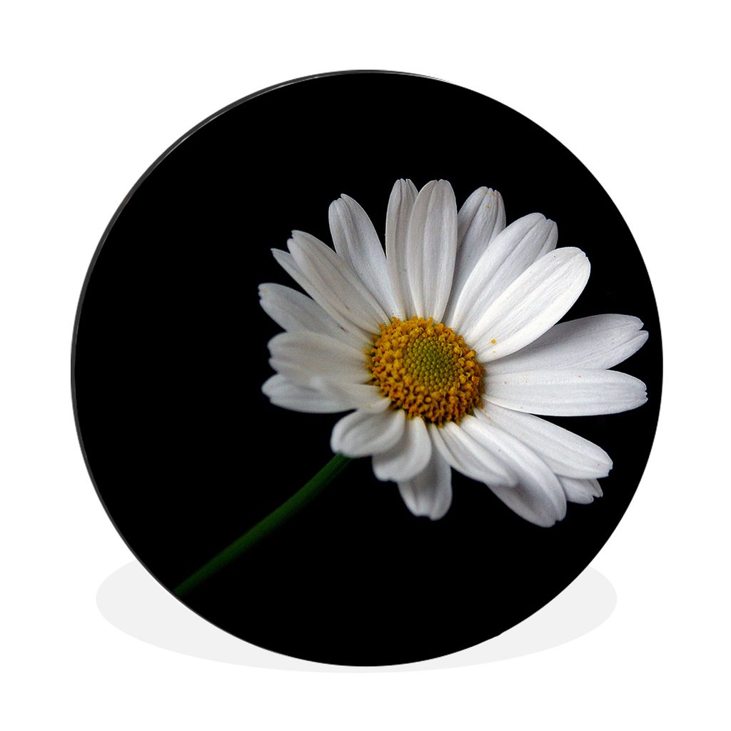MuchoWow Aluminium Wandkreis Margerite mit schwarzem Hintergrund Ø 30 cm Wanddeko Modern Wohnzimmer - Wand Bild - Wohnzimmer - Runde Bilder - Al...