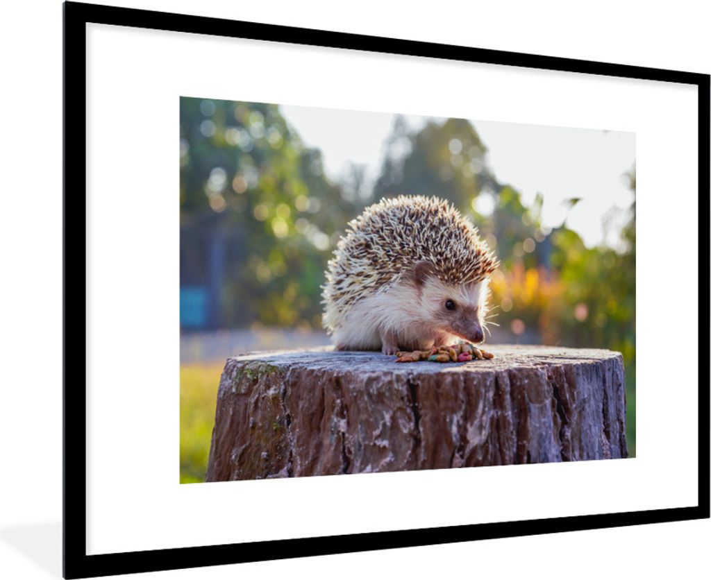 MuchoWow Gerahmtes Poster Essender Igel 90x60 cm - Poster mit Schwarzem Bilderrahmen Wandposter Rahmen Foto Bilder - Wanddekoration - Fotos