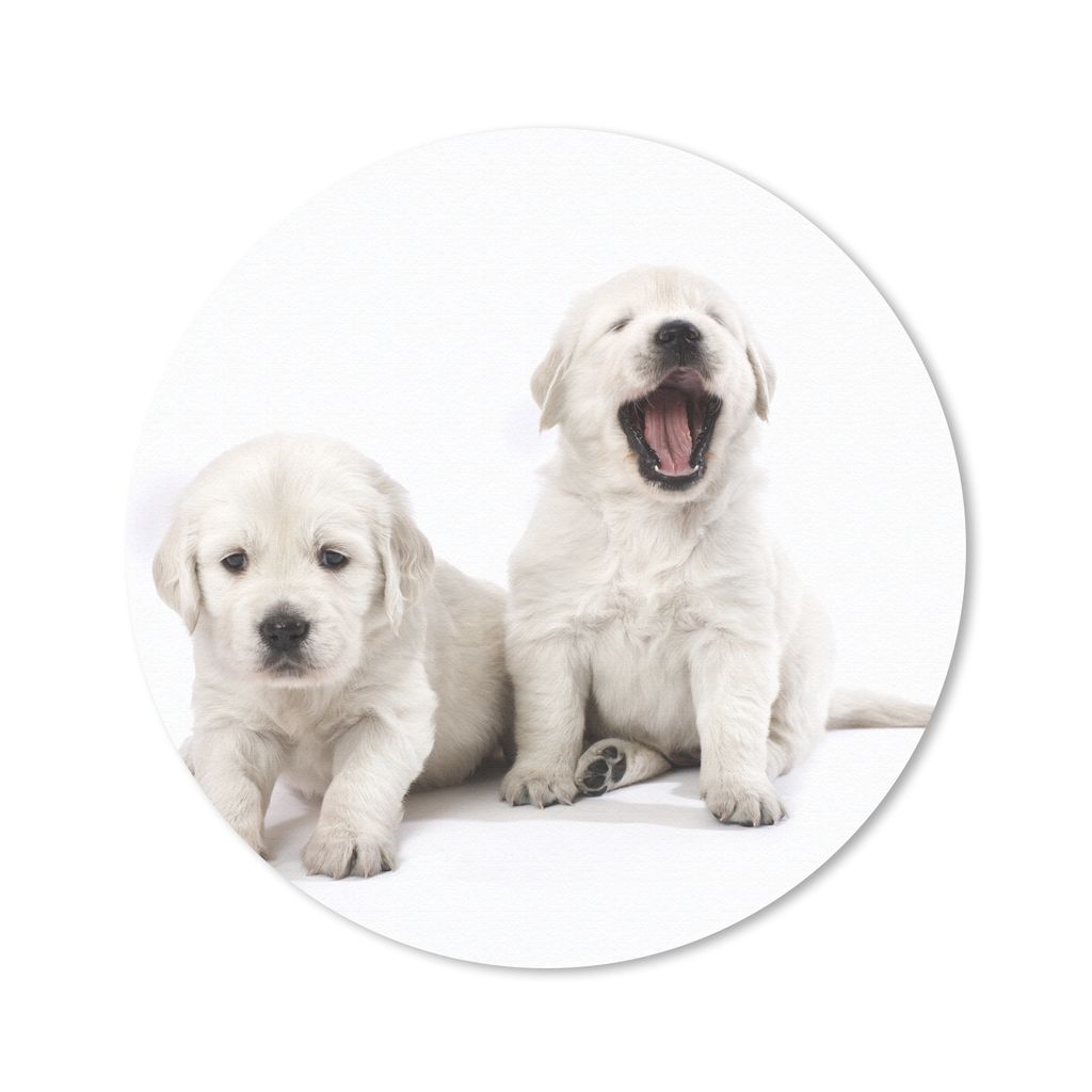 MuchoWow Mauspad Mousepad Portrait von Golden Retriever Welpen 50x50 cm - Mousepads - Maus Mat - Pad - Mausunterlage - Vinyl