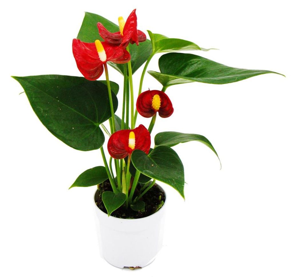 Malý kvet plamenáka - Anthurium andreanum - baby anthurium Obrázek produktu 