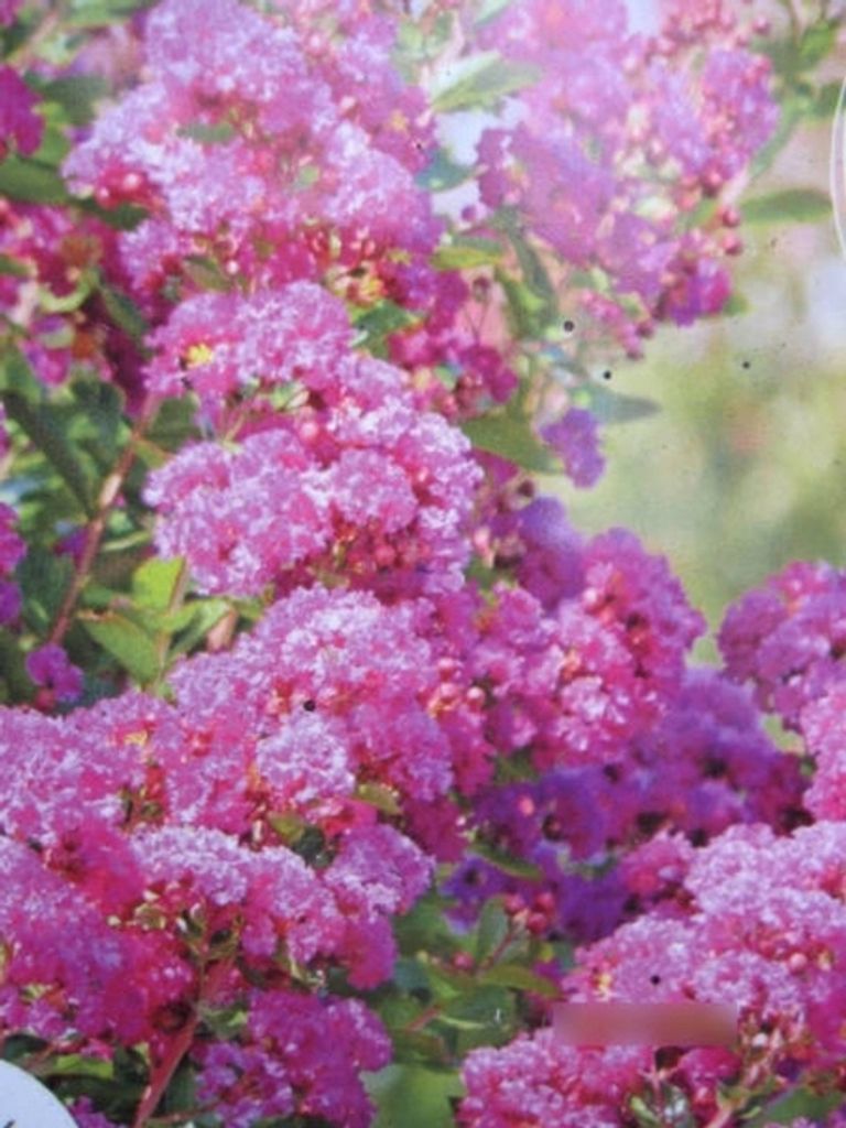 Lagerstroemia Indica Violet d'ete - Kräuselmyrte Indica Produktbild 