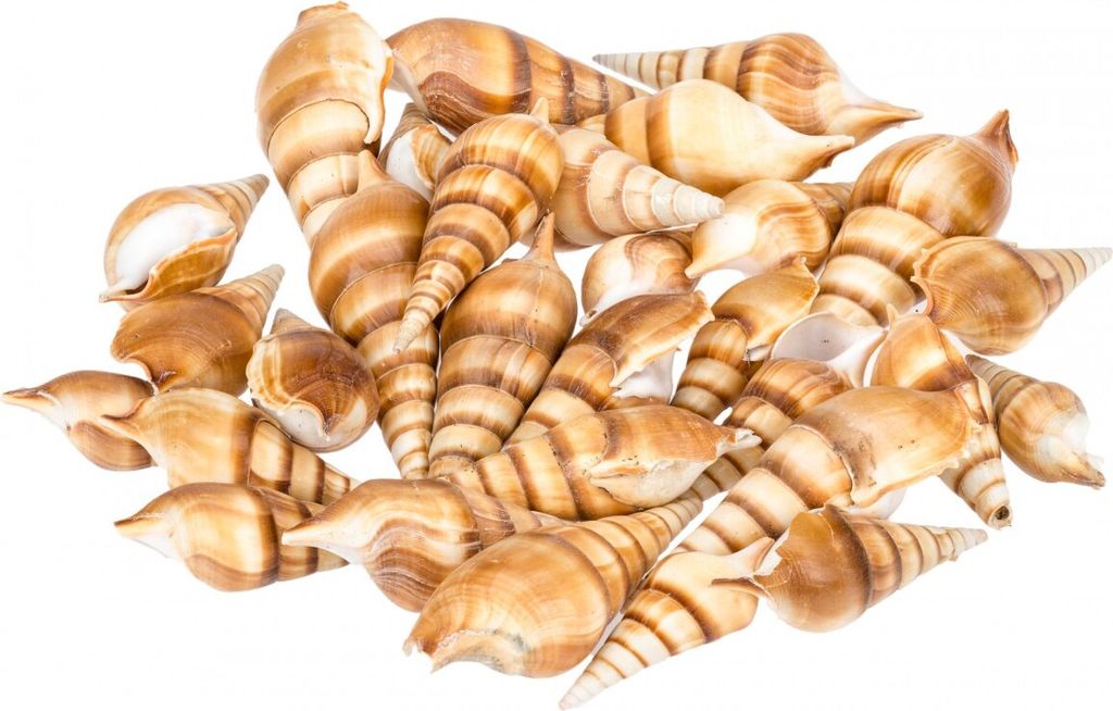 Tibia curta, Größe ca. 10-12cm, Gewicht ca. 1kg | Spindelschnecke