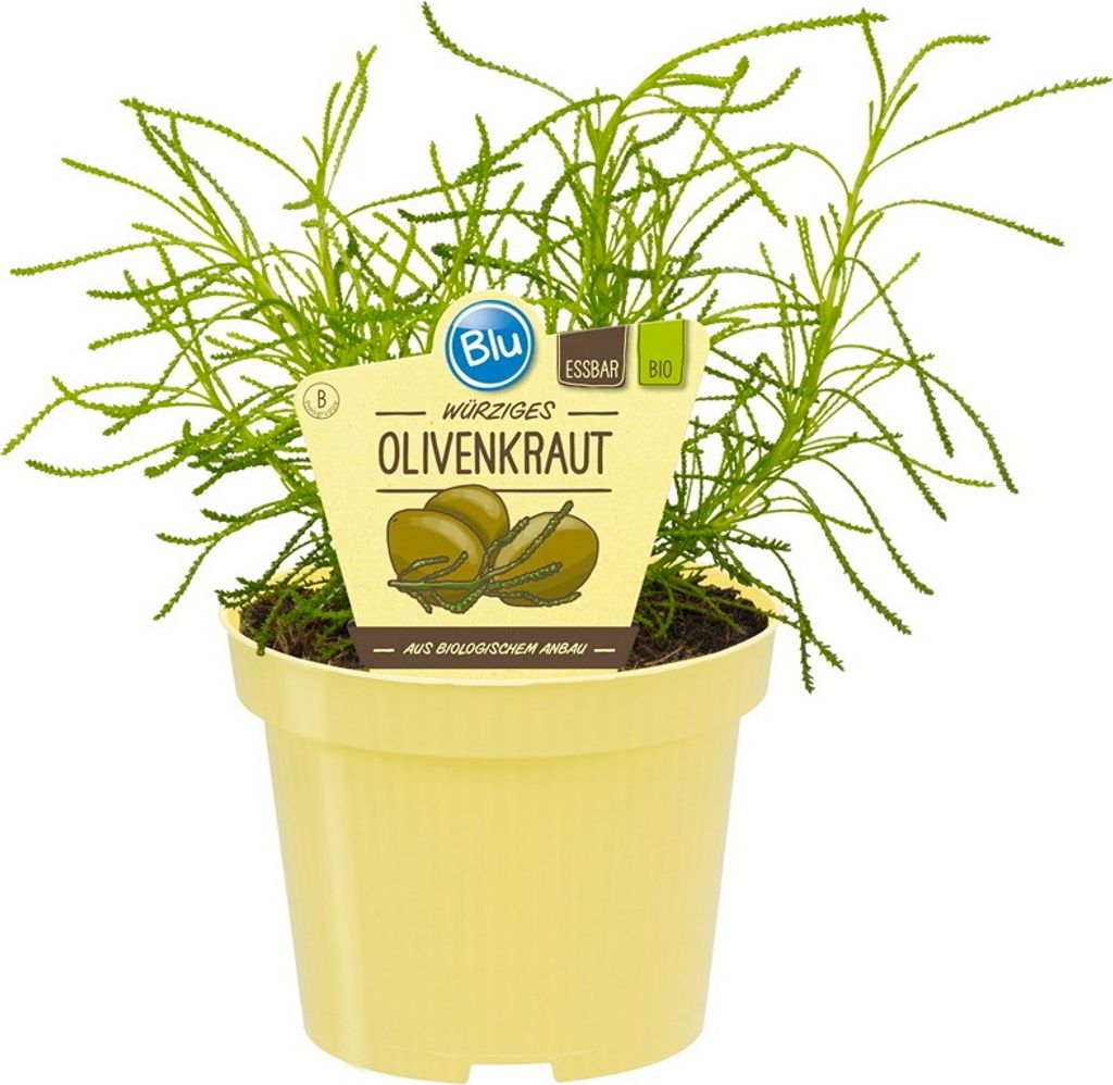 Olivier de qualité- Santolina viridis - Plante aromatique Image du produit 