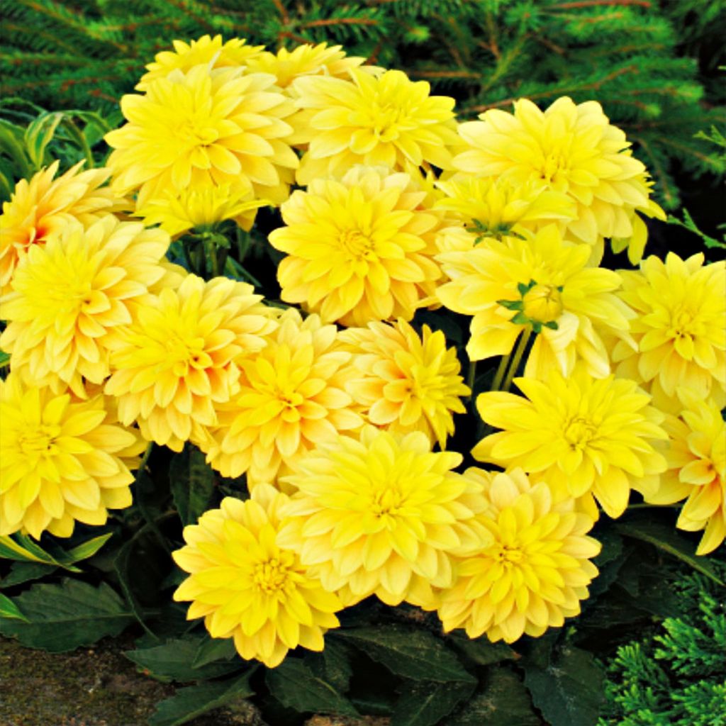 Dahlia décoratif Gallery Cezanne 1 pièce Dahlias plants Image du produit 