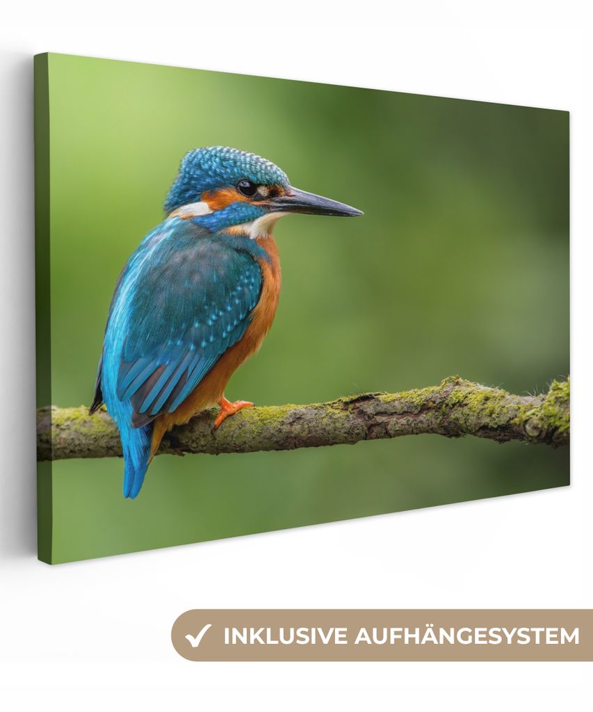 MuchoWow - Leinwandbilder - Eisvogel - Zweig - Moos - Vogel - Grün, Wandbild, Wanddeko Bilder Wohnzimmer, 120x80 cm
