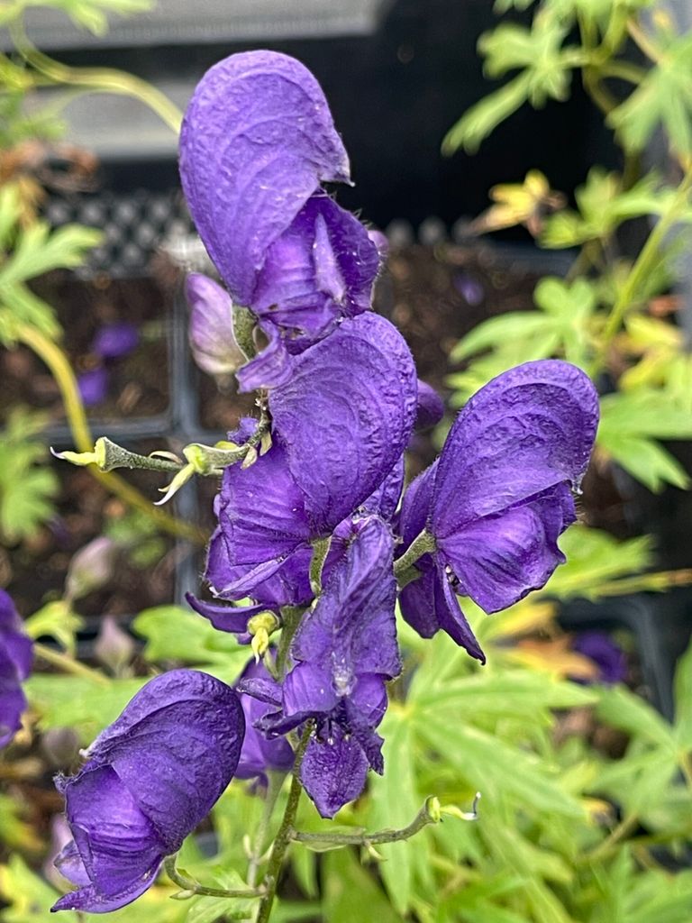 6 x Aconitum napellus - Blauer Eisenhut - Topf 9 x 9 cm