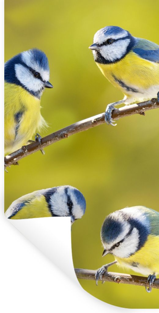 MuchoWow Wandtattoo Wandsticker Wandaufkleber Vogel - Blaumeise - Äste - Sonne 80x160 cm Selbstklebend und Repositionierbar - Sticker - Dekorfolie