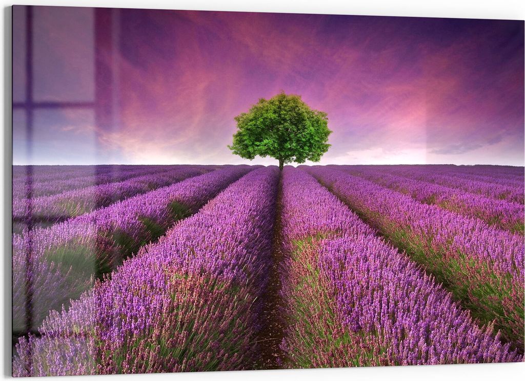 DEQORI Glasbild Echtglas 90x60 cm 'Baum in Lavendelreihen' Wandbild Bild modern Deko