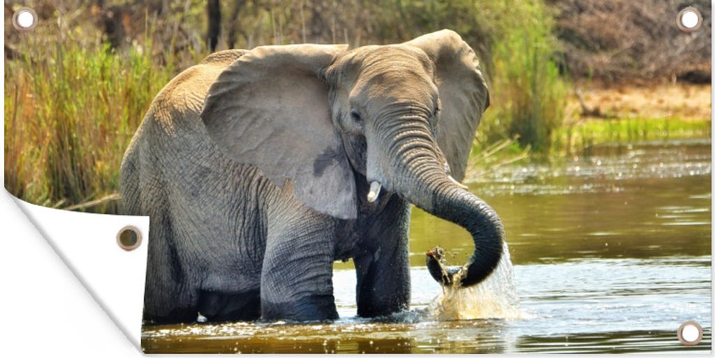 MuchoWow 160x80 cm Outdoor-Poster Gartendeko Sichtschutz Garten Poster für den Garten Badender Elefant