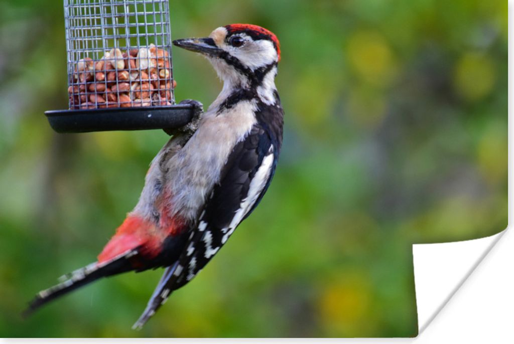 MuchoWow Poster Ein Buntspecht beim Fressen 90x60 cm - Schlafzimmer