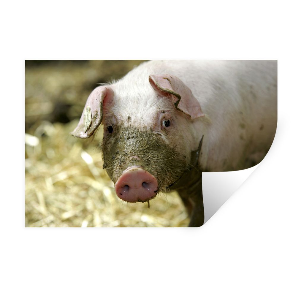 MuchoWow Wandtattoo Wandsticker Wandaufkleber Dreckiges Schwein 60x40 cm Selbstklebend und Repositionierbar - Wierderverwendbar - Selbstklebend