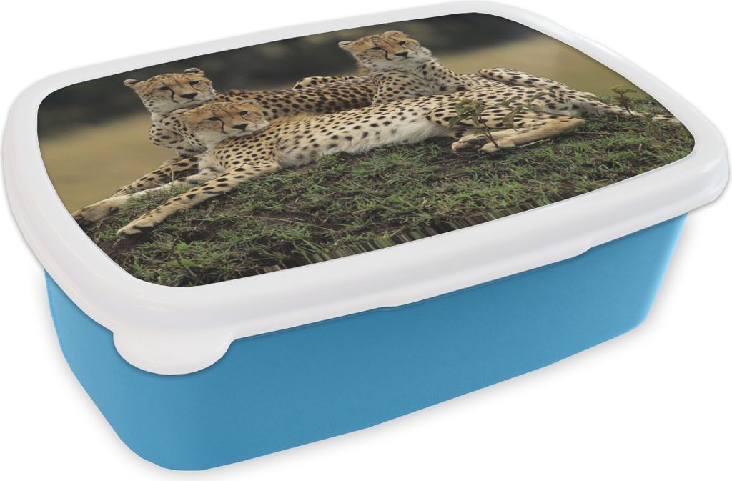 KitchenYeah Lunchbox Brotzeit Brotdose 17x11 cm Drei Geparden in der Savanne Kinder Brotzeitdose - Lunch - Kunststoff - Brotbüchse - Sandwichbo...