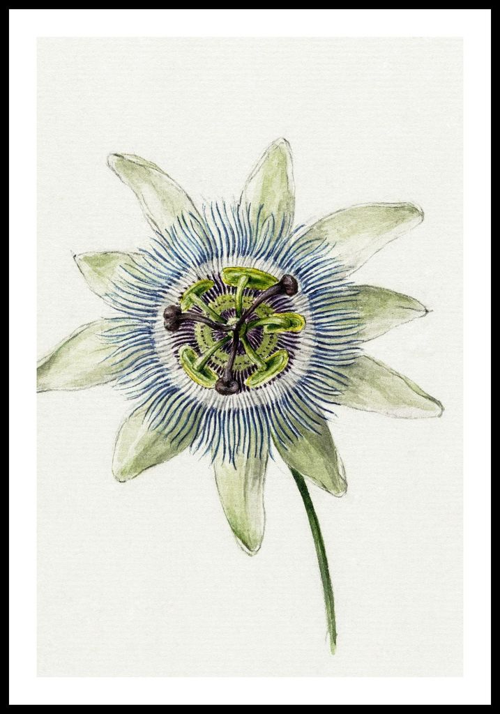 Plakat 61x91,5cm Passionsblume, Jean Bernard Vintage für das Wohnzimmer