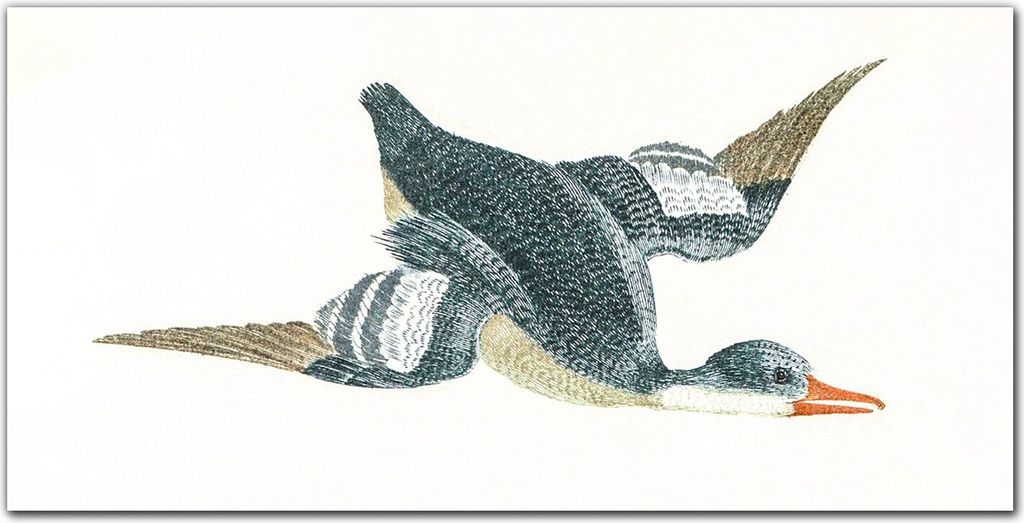 Coloray - Bild aus Glas - Glasbilder - 100 x 50 cm - Dekoration Wohnzimmer Wanddekoration Gehärtetes Glas Küche Glasblock mit Bild - Tier Vogel Ente