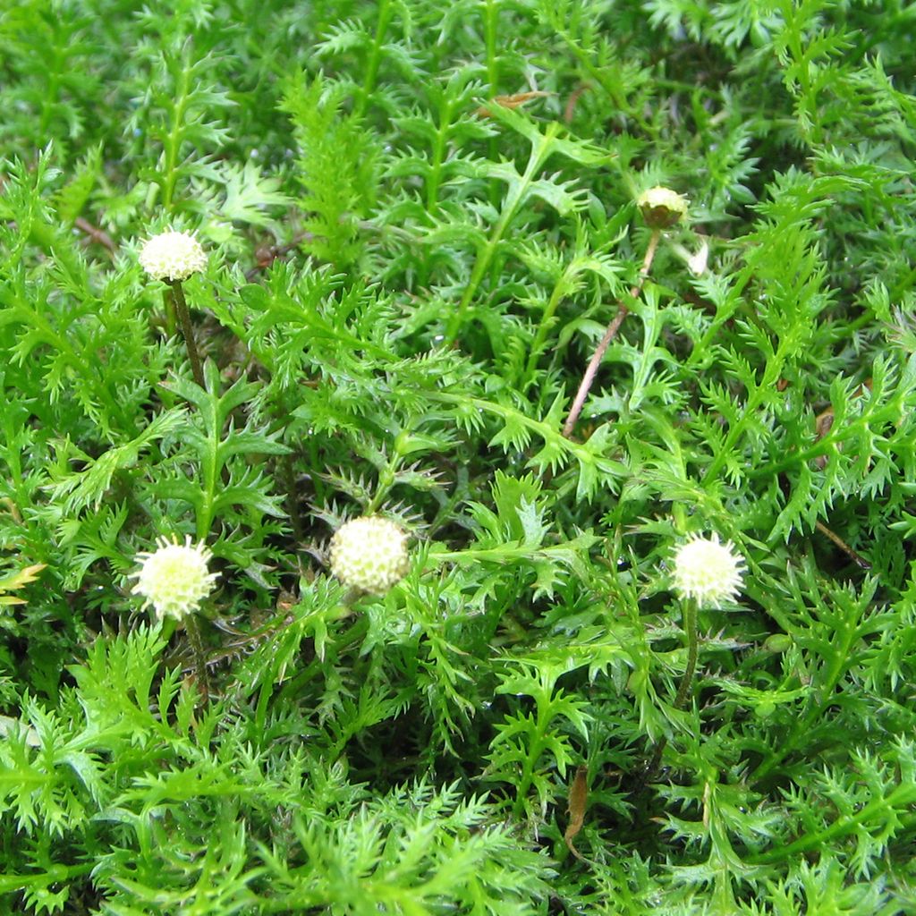 6 x Fiederpolster - Leptinella squalida | Topf 9cm x 9cm