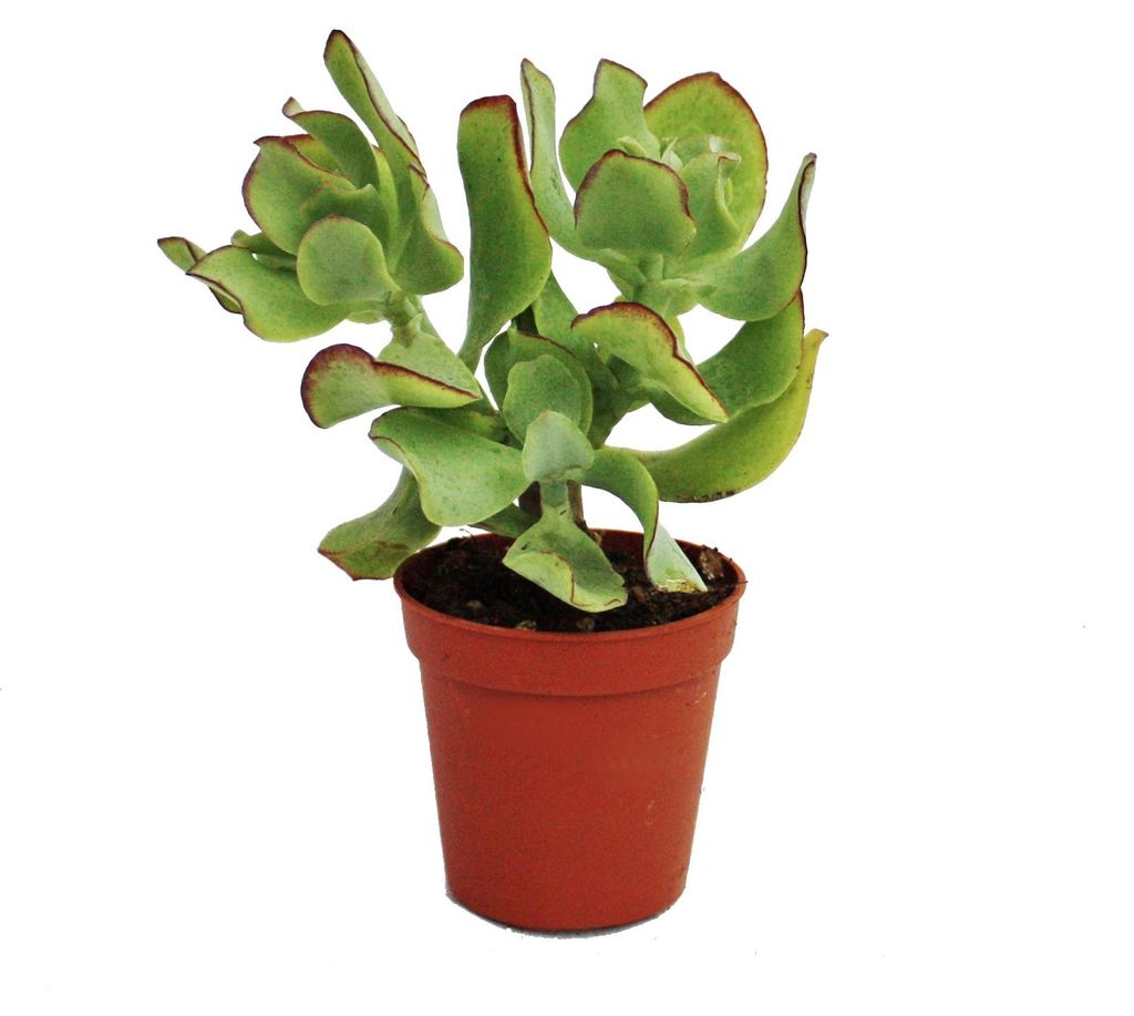 Crassula arborescens - malá rostlina v květináči 5,5 cm Obrázek produktu 