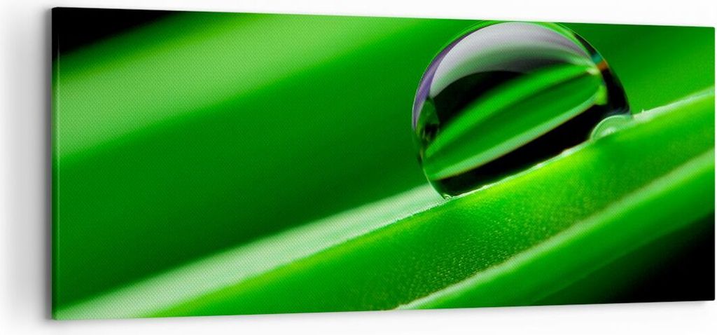 Bild auf Leinwand - Leinwandbild - Pflanze Tropfen Wasser Blase - 120x50cm - Wand Bild - Wanddeko - Leinwanddruck - Bilder - Kunstdruck - Wanddekor...