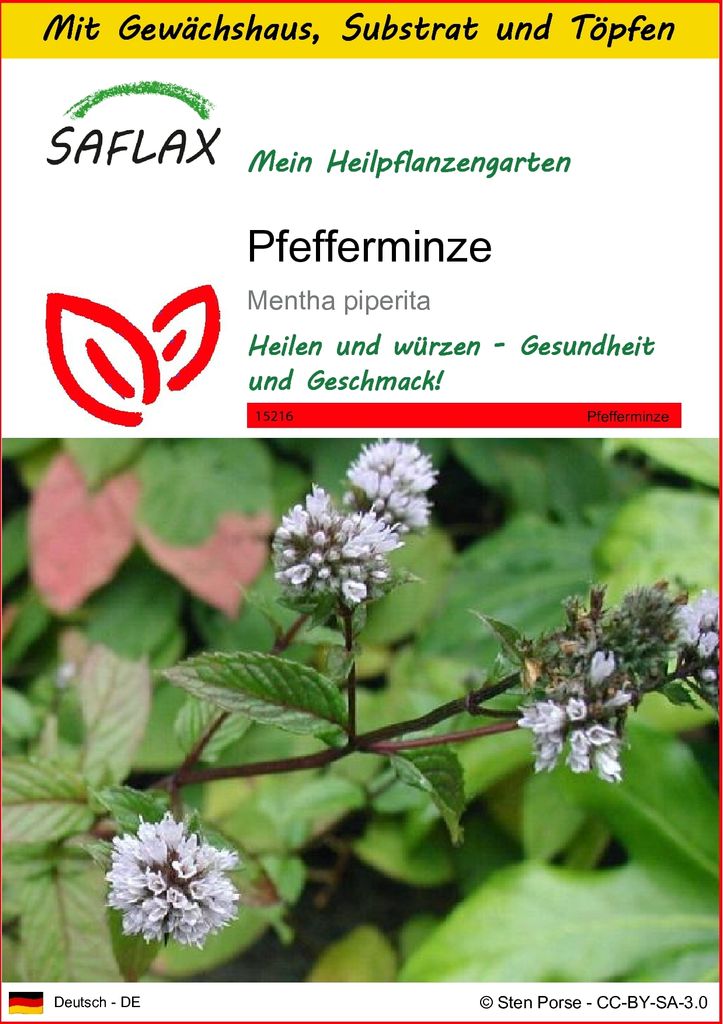 SAFLAX Anzucht Set - Pfefferminze - Mentha piperita - 300 Samen - Mit Mini-Gewächshaus, Anzuchtsubstrat und 2 Töpfen