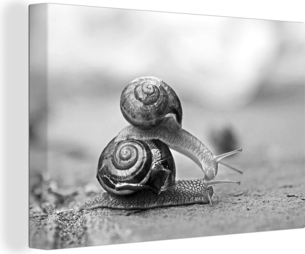 OneMillionCanvasses - Leinwandbilder - 140x90 cm, Schnecke, die auf einer anderen Schnecke trampt - schwarz und weiß, Wandbilder Kunstdruck Wand...