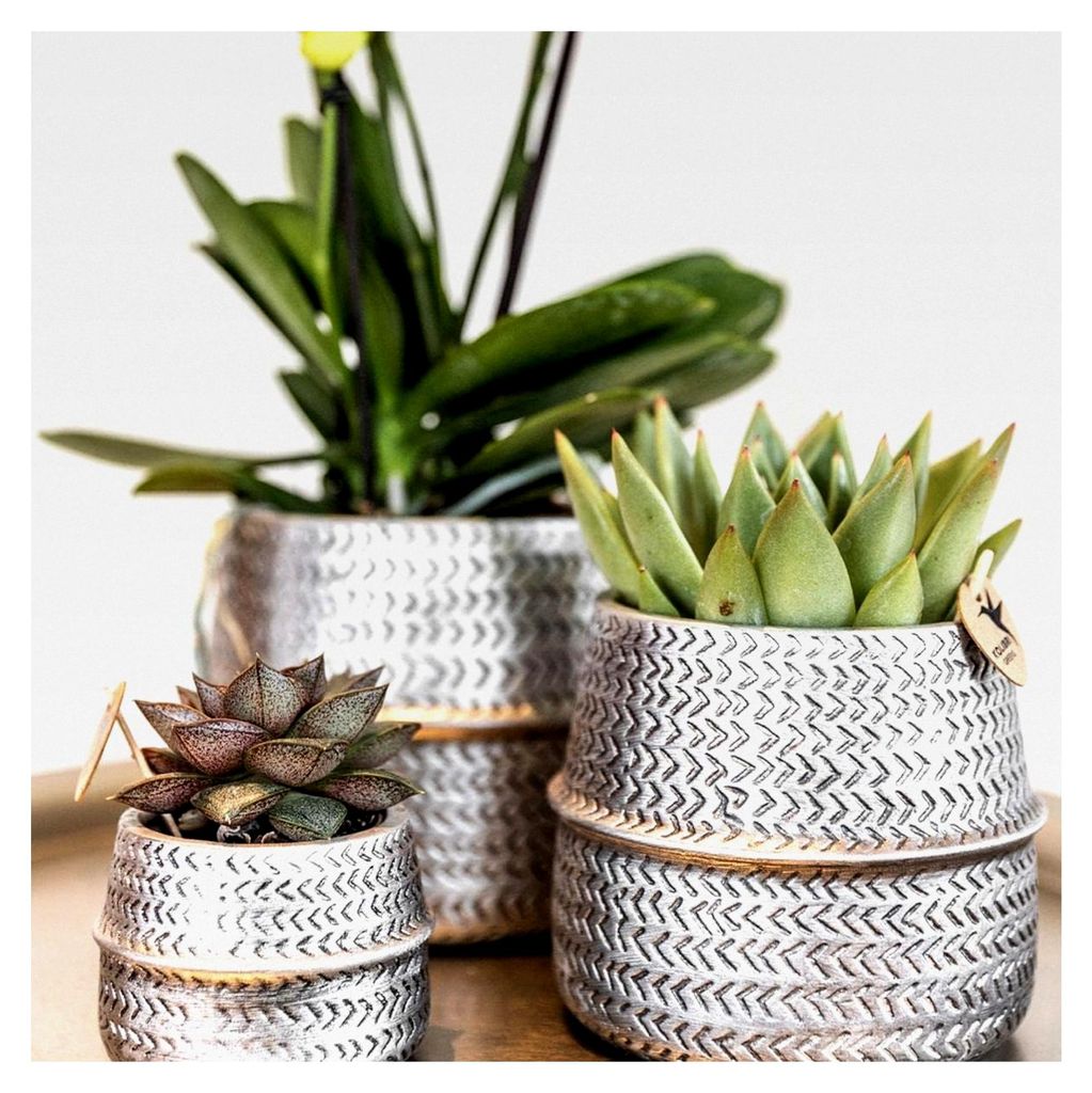 Pflanzenset Groove silber | Set mit weißer Phalaenopsis Orchidee Amabilis Ø9cm und grüner Sukkulente Crassula Ovata Ø6cm | inkl. silbernen Kera...