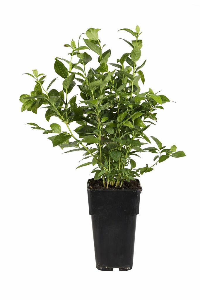 Heidelbeere Bluecrop ca. 30 cm – Vaccinium corymbosum Produktbild 