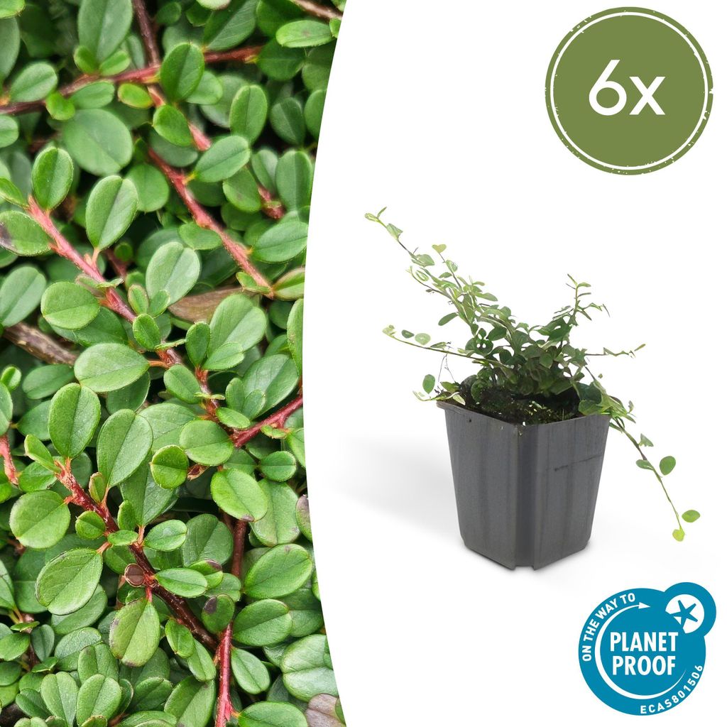 Bodendecker – Cotoneaster 'Streib's Findling' – 9-cm-Topf – 6er-Set