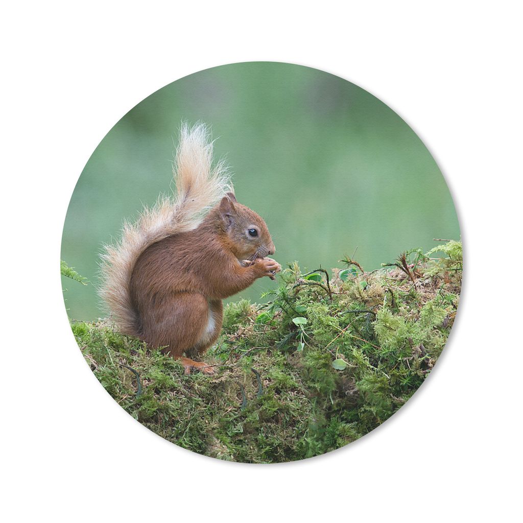 MuchoWow Mauspad Mousepad Eichhörnchen - Wald - Moos 30x30 cm - Mousepads - Maus Mat - Pad - Mausunterlage - Tischunterlage - Schreibtischmatten