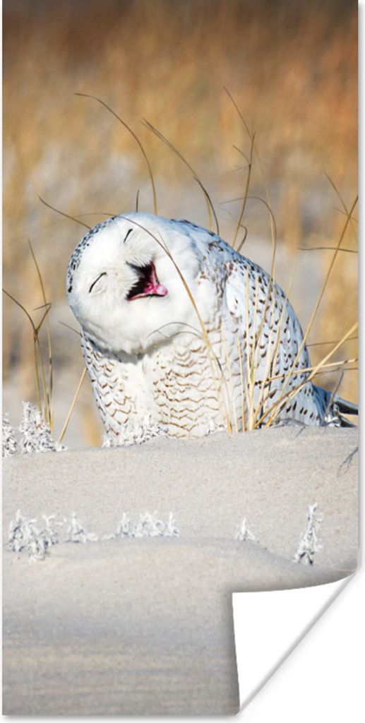 MuchoWow Poster Eule - Schnee - Düne 40x80 cm - Dekoration