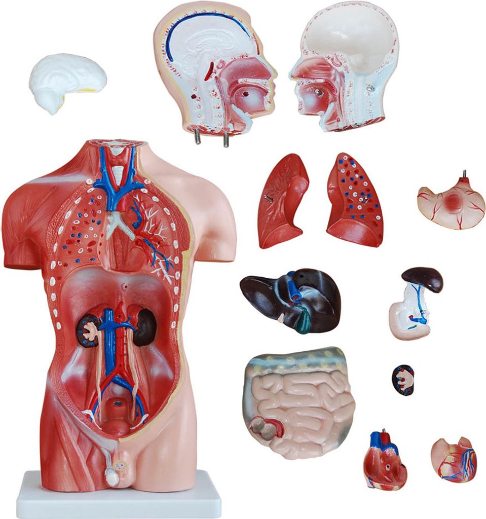Anatomie Modell Torso des Menschen Anatomiemodell Produktbild 4