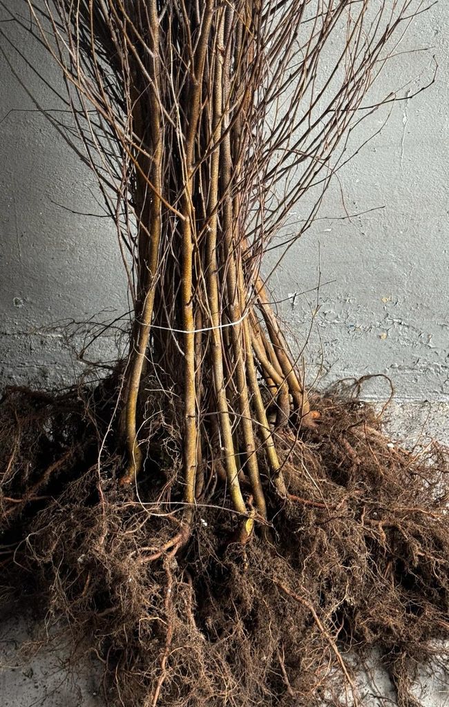 Sandbirke Hängebirke Betula pendula 150–200 cm – Produktbild 