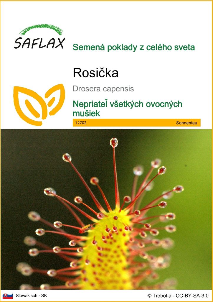 SAFLAX - rosička - Drosera capensis - 200 Semená Obrázok produktu 