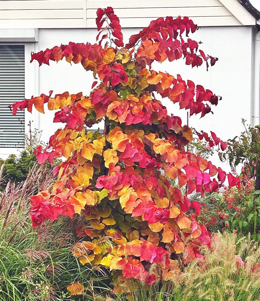 BALDUR Garten 1x Cercis Eternal Flame®, Judasbaum, Pflanze Produktbild 