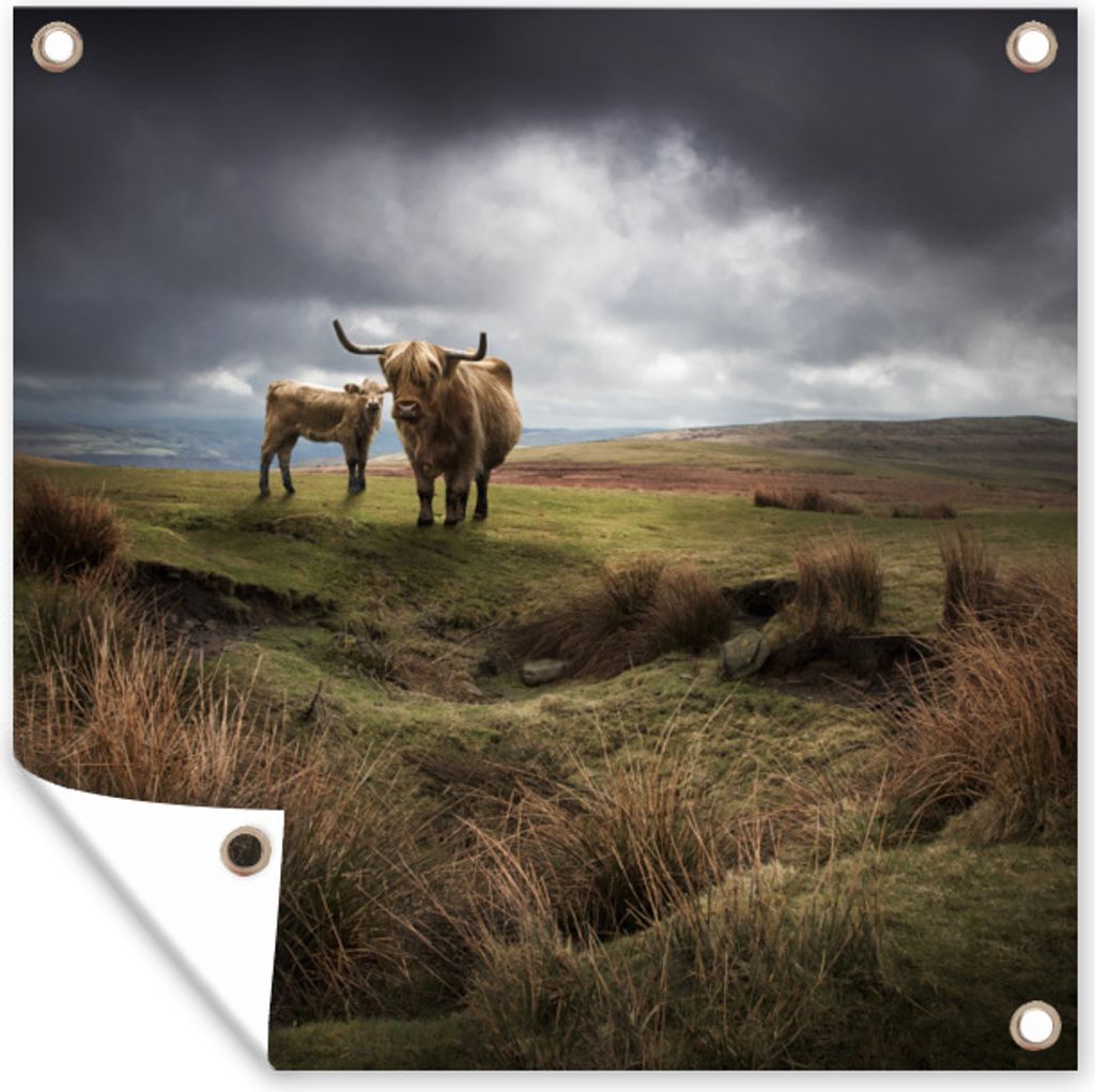 MuchoWow 100x100 cm Outdoor-Poster Gartendeko Sichtschutz Garten Poster für den Garten Schottische Highlander - Schottische Kuh - Landschaft