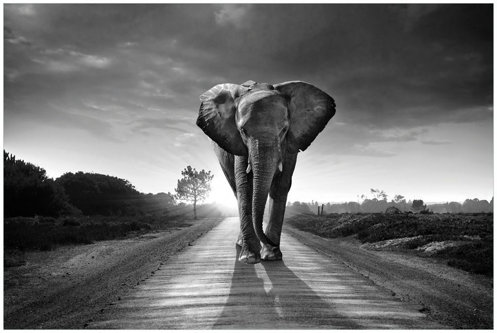 Wallario Premium Glasbild, freischwebende Optik, kräftige Farben, Größe 90 x 60 cm Motiv Elefant bei Sonnenaufgang in Afrika schwarzweiß