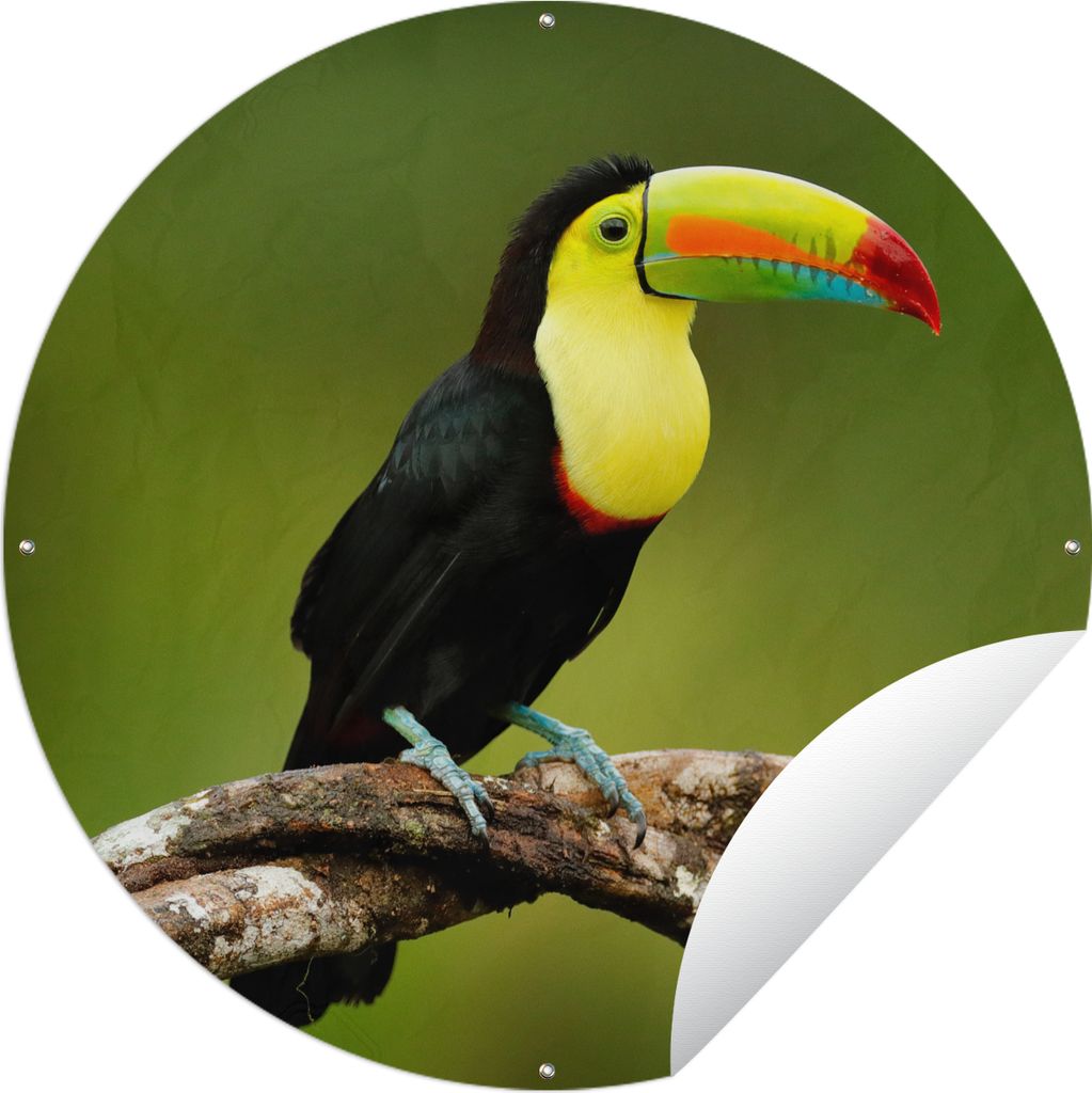 MuchoWow Gartenposter Outdoor-Poster Rund Vogel - Tukan - Regenbogen - Grün - Zweig Ø 120 cm Gartendeko Rundes Poster draußen