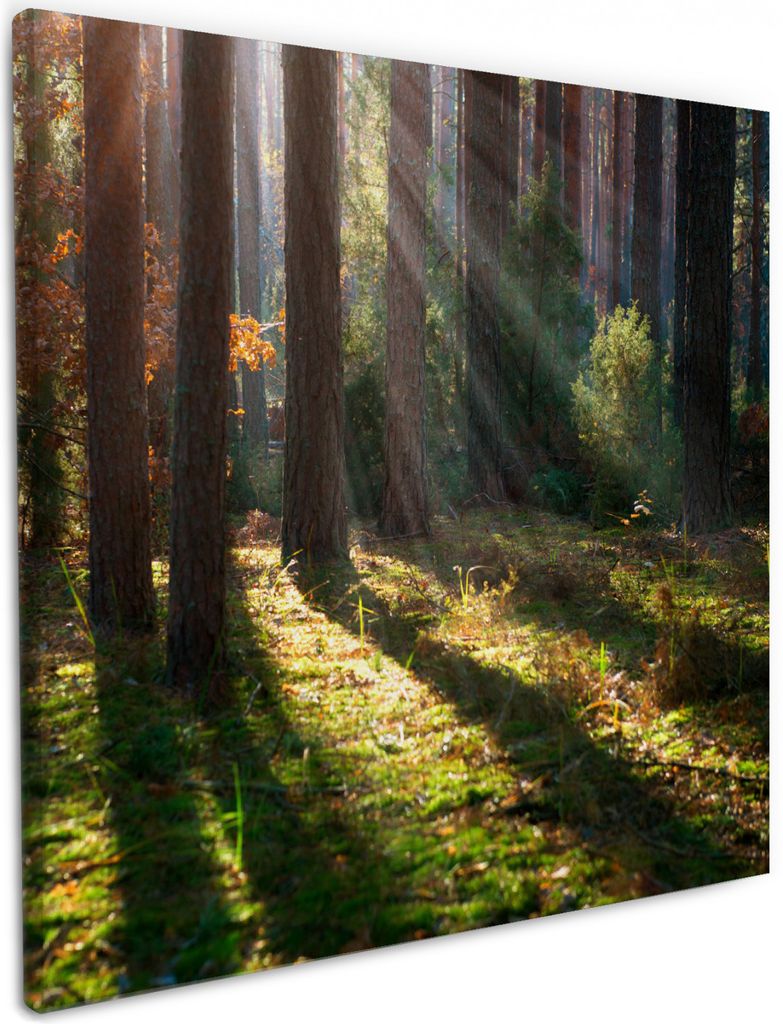Wallario Premium Leinwandbild Sonnenstrahlen im Herbstwald in Größe 50 x 50 cm