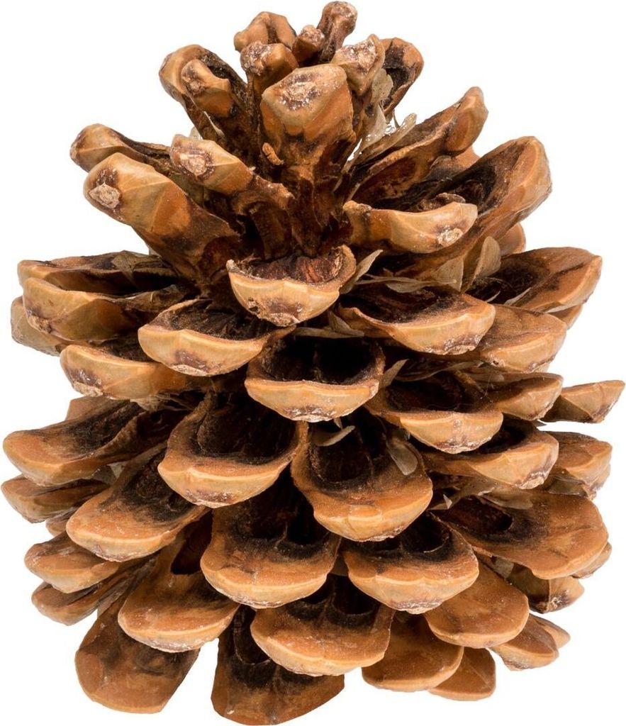 Pinienzapfen, Größe 12-14cm, 1 Stück | Pinus pinea Produktbild 