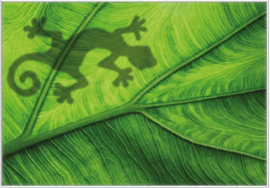 Wallario Wandbild Gecko Schatten auf grünem Blatt - Umriss, Größe: 70,30 x 100,30 cm, Poster mit weißem Kunststoffrahmen