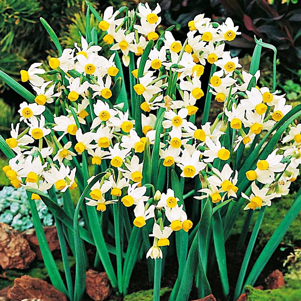 Narzissen Blumenzwiebeln Zwiebeln Blumen Botanische Produktbild 