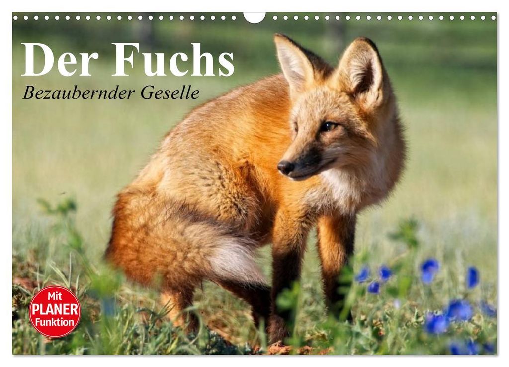Der Fuchs. Bezaubernder Geselle (Wandkalender 2027 DIN A3 quer), CALVENDO Monatskalender