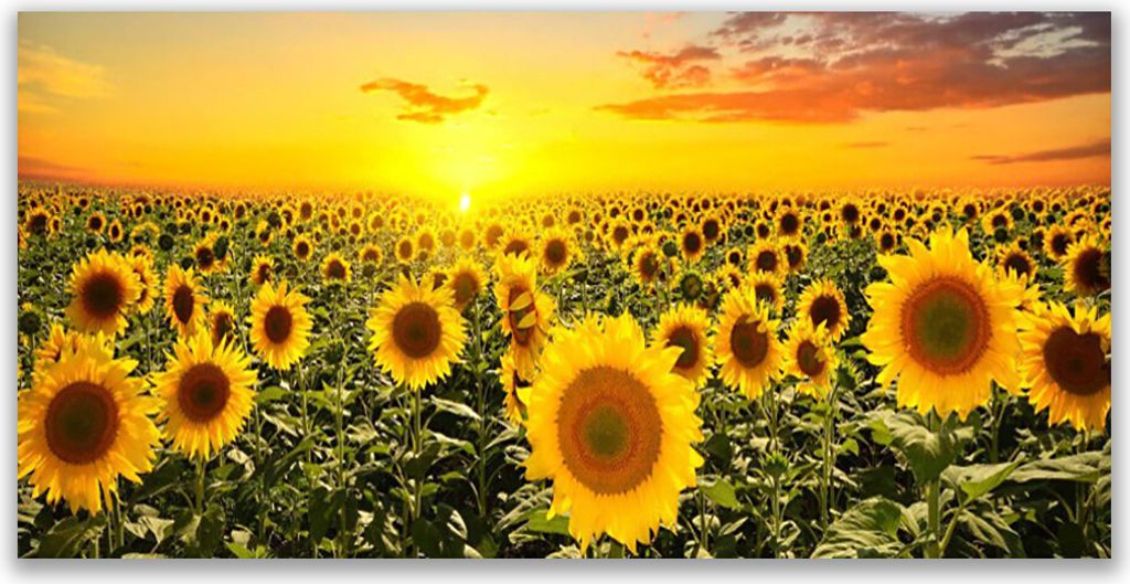 Küchenrückwand aus Glas 140x70cm Spritzschutz Sonnenblumen Pflanzen