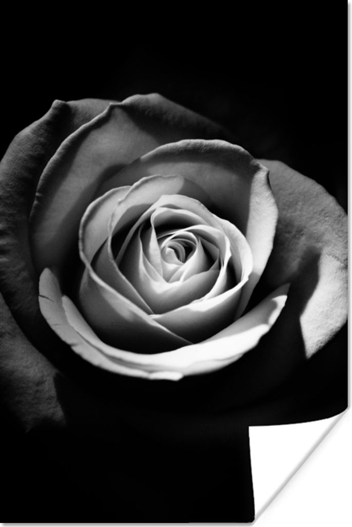 MuchoWow Poster Blumen - Schwarz - Rose - Weiß - Botanisch 40x60 cm - Plakate für die Wand - Poster Babyzimmer