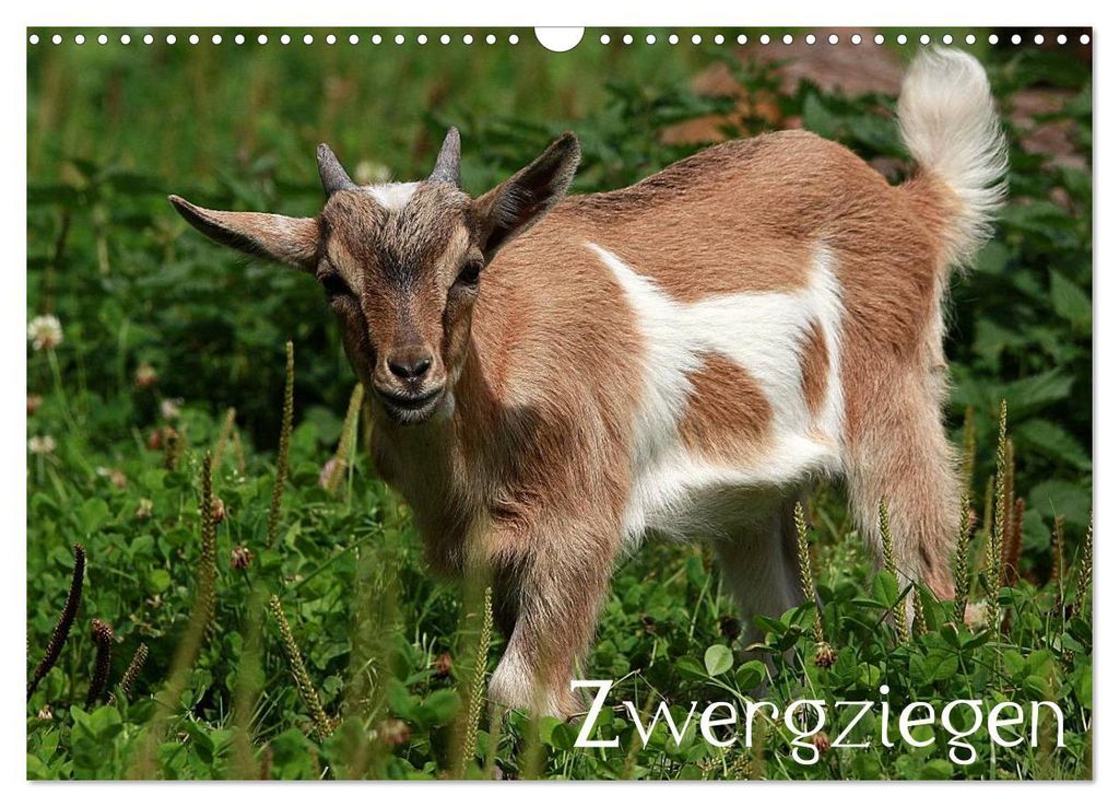 Zwergziegen (Wandkalender 2027 DIN A3 quer), CALVENDO Monatskalender
